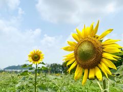 -光明小镇欢乐田园