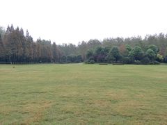 -合肥滨湖国家森林公园