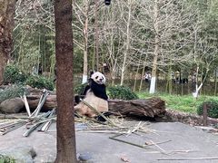 -都江堰中华大熊猫苑