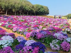 -松山湖梦幻百花洲