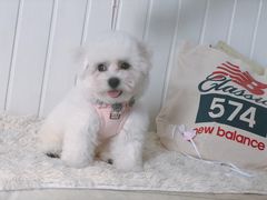 -BABYDOG宝贝狗宠物乐园(欧洲城店)