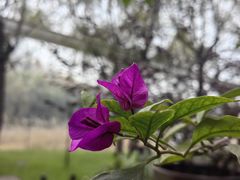 -芦园·私房菜