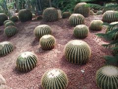 -北京呀路古热带植物园