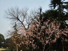 -西湖外事游船(花港观鱼码头)