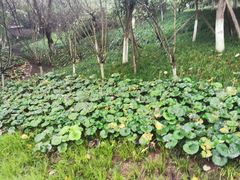 -重庆彩云湖湿地公园