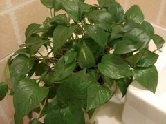 -瑞尔齿科(上海长风大悦城店)