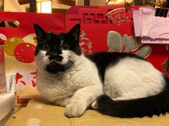 -樱の花亭日本料理店