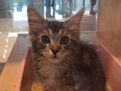 -爪爪喵星球·猫舍(前海卓越店)