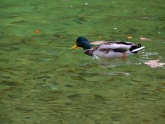 -柯尼希湖