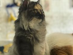 -平行世界·猫咖(首经贸店)