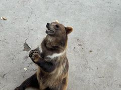 -哈尔滨北方森林动物园