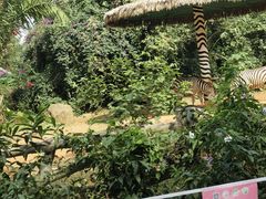 -海南热带野生动植物园