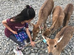 -鹿境梅花鹿生态园区