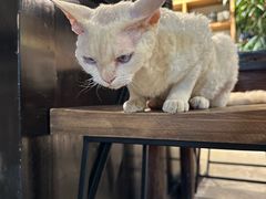-自由生长植物工作室(深港花卉中心店)