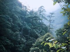 -祁门牯牛降观音堂风景区