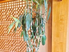 -宗巴雍姆藏餐府