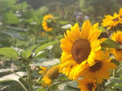 -深圳仙湖植物园