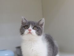 -lincat·猫舍(广州店)