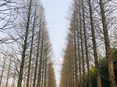 -黄海国家森林公园