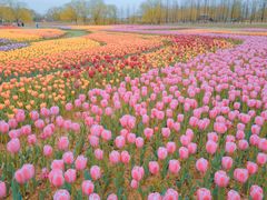 -杭州湾海上花田景区