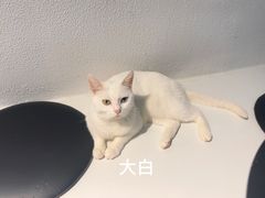 -琪喵猫屋·撸猫猫咖·猫舍