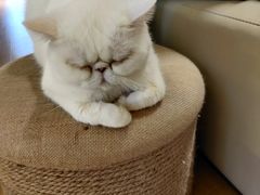 -猫腻·猫咖·撸猫馆(星光大道店)