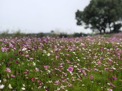 -西京湾花海
