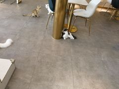 -飞行喵MR PILOT|猫舍·猫咖(静安大融城店)
