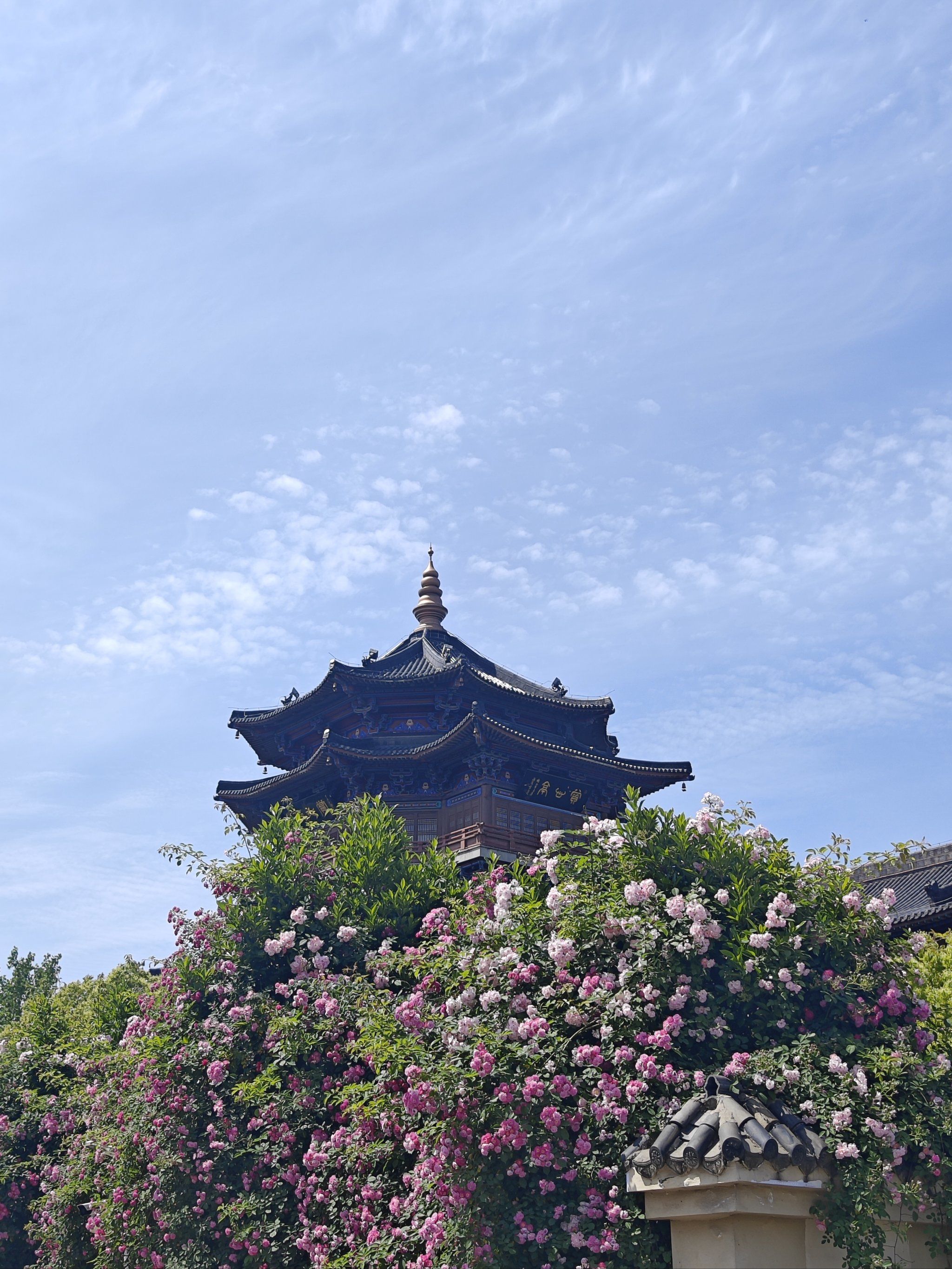 五一南京旅游指南|水西门蔷薇随手拍[愉快]