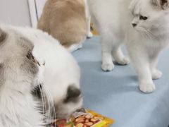 -鼓捣猫呢主题猫咖店