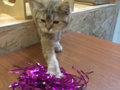 -猫色咖啡·猫咖