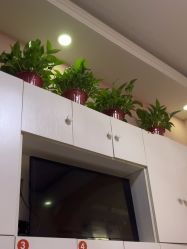 -香薇妮丝·定制减肥·身材管理