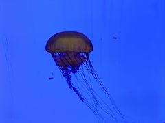 -上海海洋水族馆