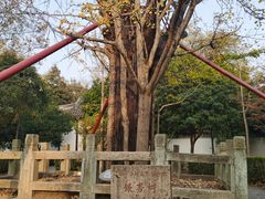 -上海佘山国家森林公园天马山园