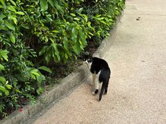 -九龙公园