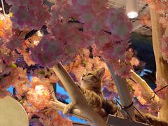 -喵屿·大理花园猫咖