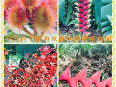 -中国科学院西双版纳热带植物园