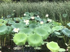-昆山城市生态森林公园