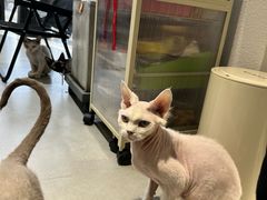 -琪喵猫屋·撸猫猫咖·猫舍