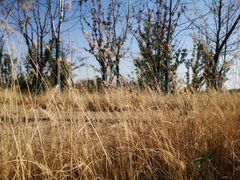 -盘龙城国家考古遗址公园