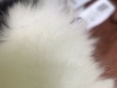 -瑞鹏宠物医院·夜间急症·心超·猫科(祖庙分店)