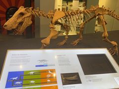 -墨尔本博物馆(Melbourne Museum)