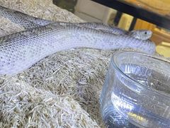 -酷以爬仙阁实体爬宠店·守宫·蜥蜴·专业繁育