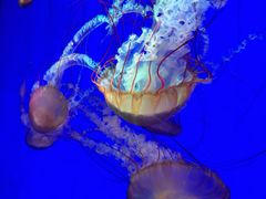 -上海海洋水族馆