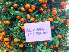 -荔城生鲜盛宴(番禺旗舰店)