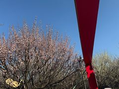 -香雪海