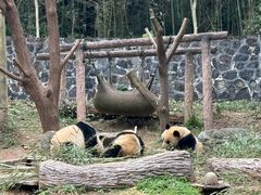 -都江堰中华大熊猫苑