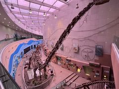 -陕西自然博物馆