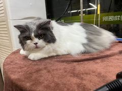 -瑞鹏宠物医院·夜间急症·心超·猫科(祖庙分店)