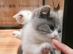 -袖虎·猫馆(体育西路店)